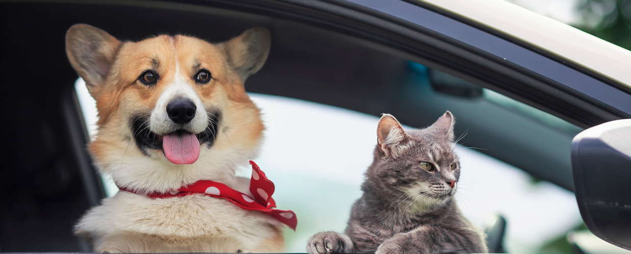 cat and dog in car window