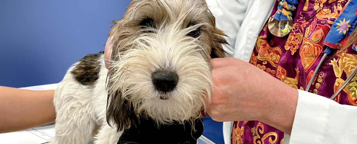 dog being checked by vet