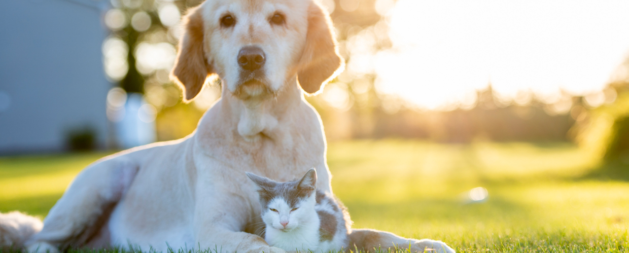 Dog and cat laying together in the grass
