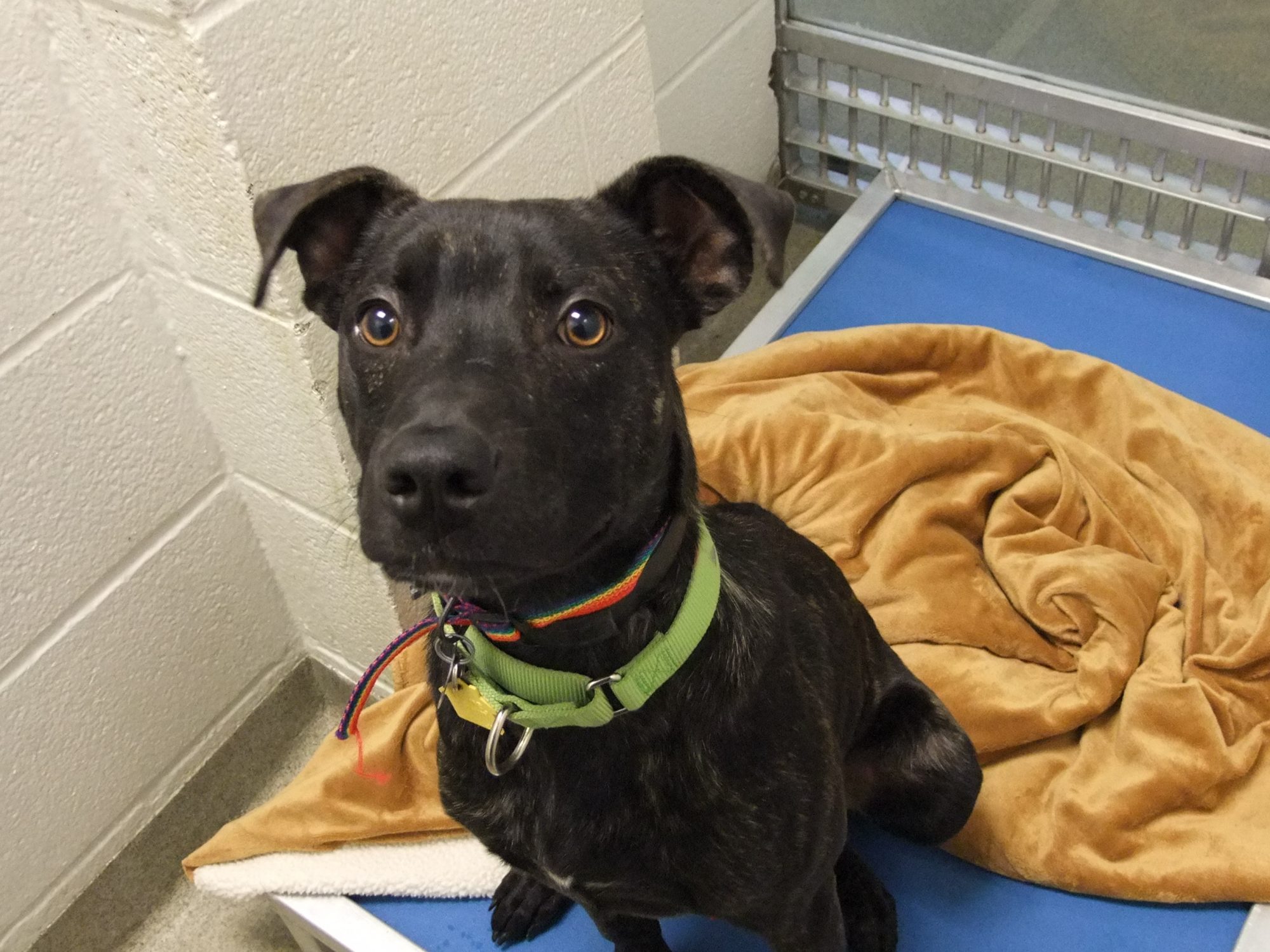 Bayne A612216 adoptable dog