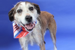 Elvis adoptable dog