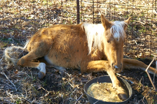 Tumbleweed the horse on the day of rescue