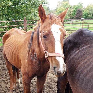 Emaciated horses rescued by Longmeadow Rescue Ranch