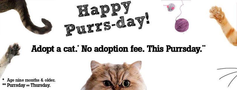 Adopt a Cat on Purrsday for no adoption fee!