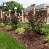 Crepe Myrtles at Throop Park