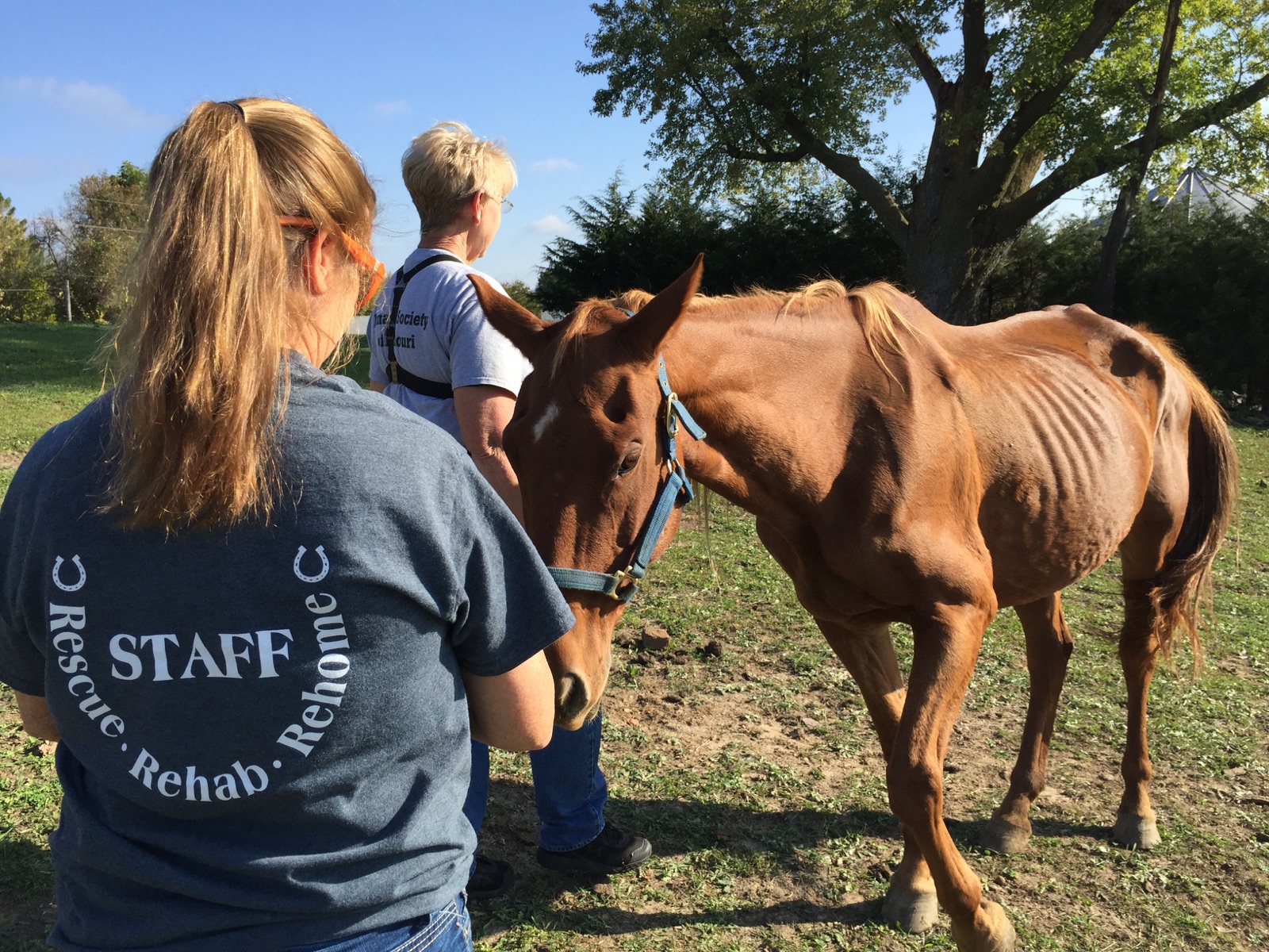 Longmeadow Rescue Ranch emaciated horse