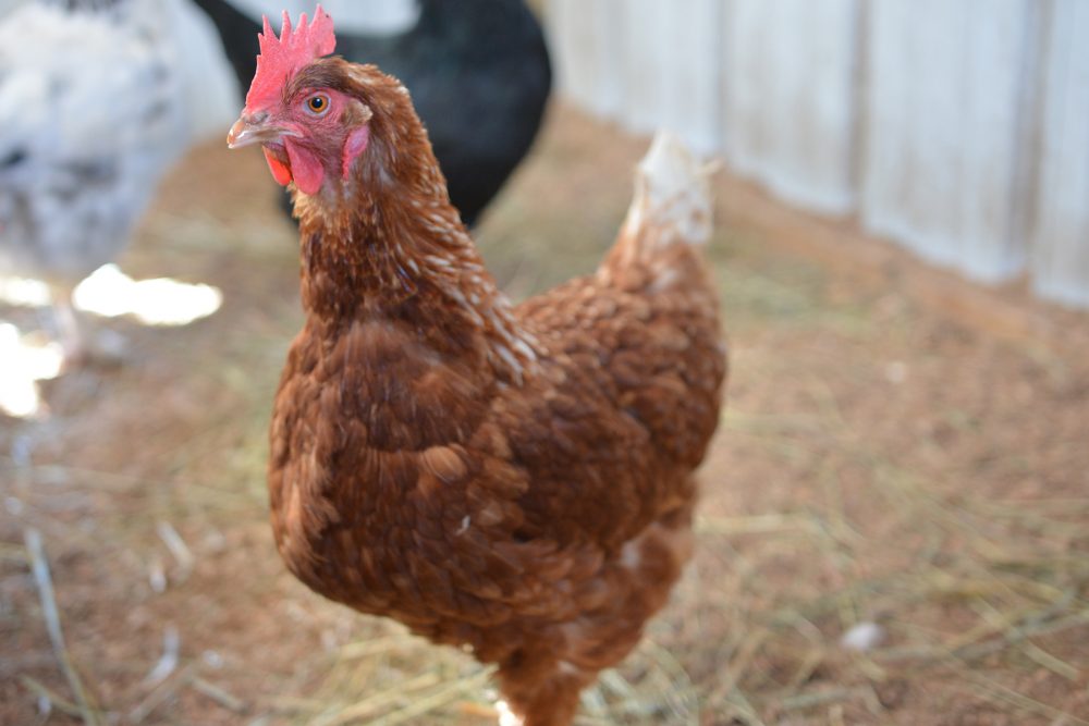Longmeadow Rescue Ranch hen red chicken