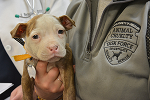 Puppy rescued from Diana's Grove