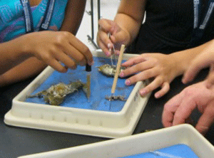 Children dissecting a frog for science