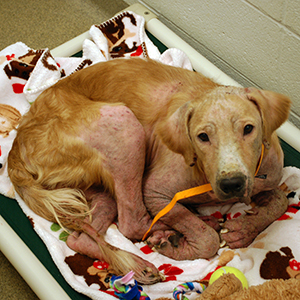 Frisco rescued dog