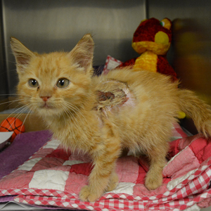 Apollo the injured kitten upon arrival at HSMO