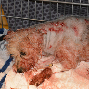 Frannie, stabbed 19 times, recovering at HSMO