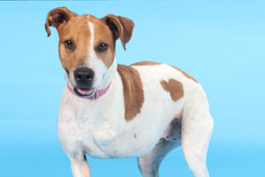 Cooper-Heartworm Survivor Cooper is just one of many dogs HSMO has treated for heartworm.