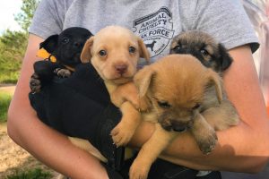 5-11-17 HSMO Animal Cruelty Task Force rescues dogs from Howell Co. Puppies rescued by HSMO's Animal Cruelty Task Force from Howell County Hoarder