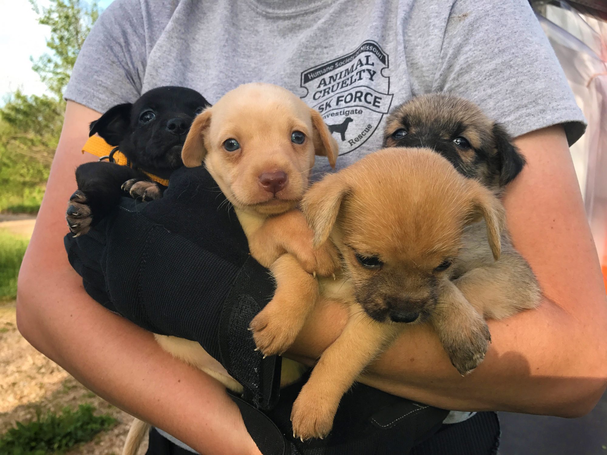 Puppies rescued by HSMO's Animal Cruelty Task Force from Howell County Hoarder