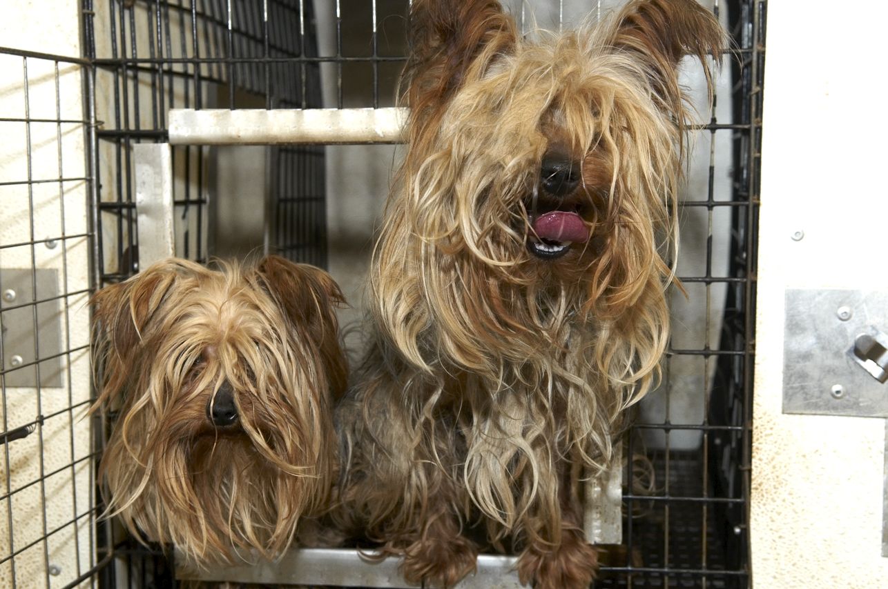 Humane Society of Mo Greene Co Puppy Mill