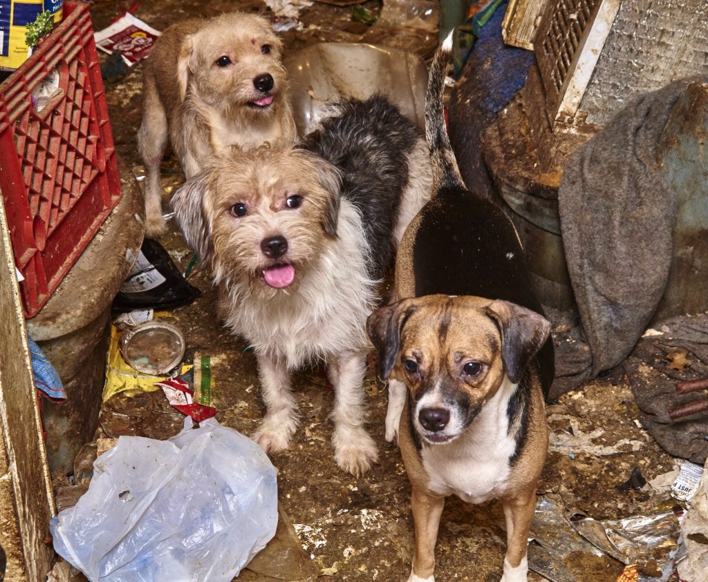 What is Animal Abuse/Neglect? - Humane Society of Missouri