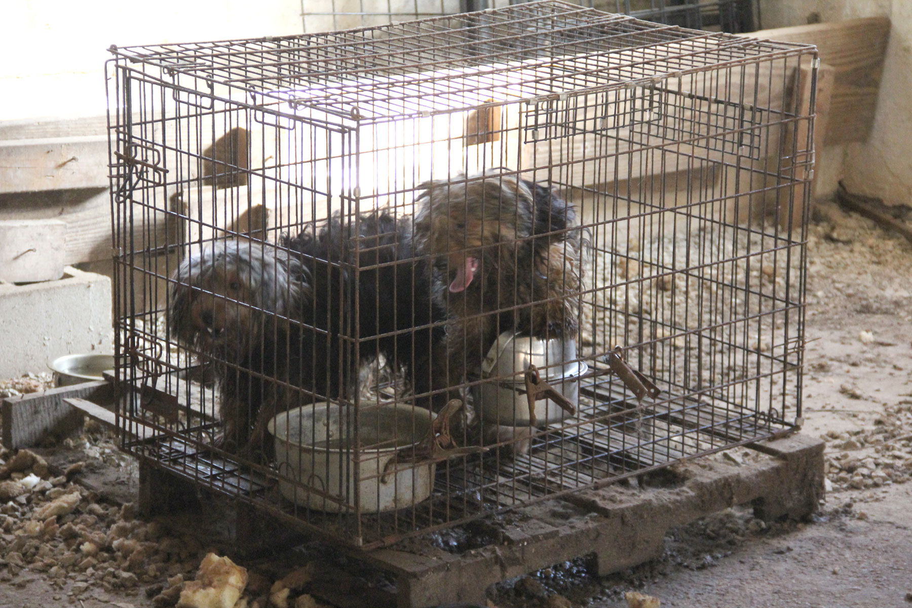 yorkie animal shelter