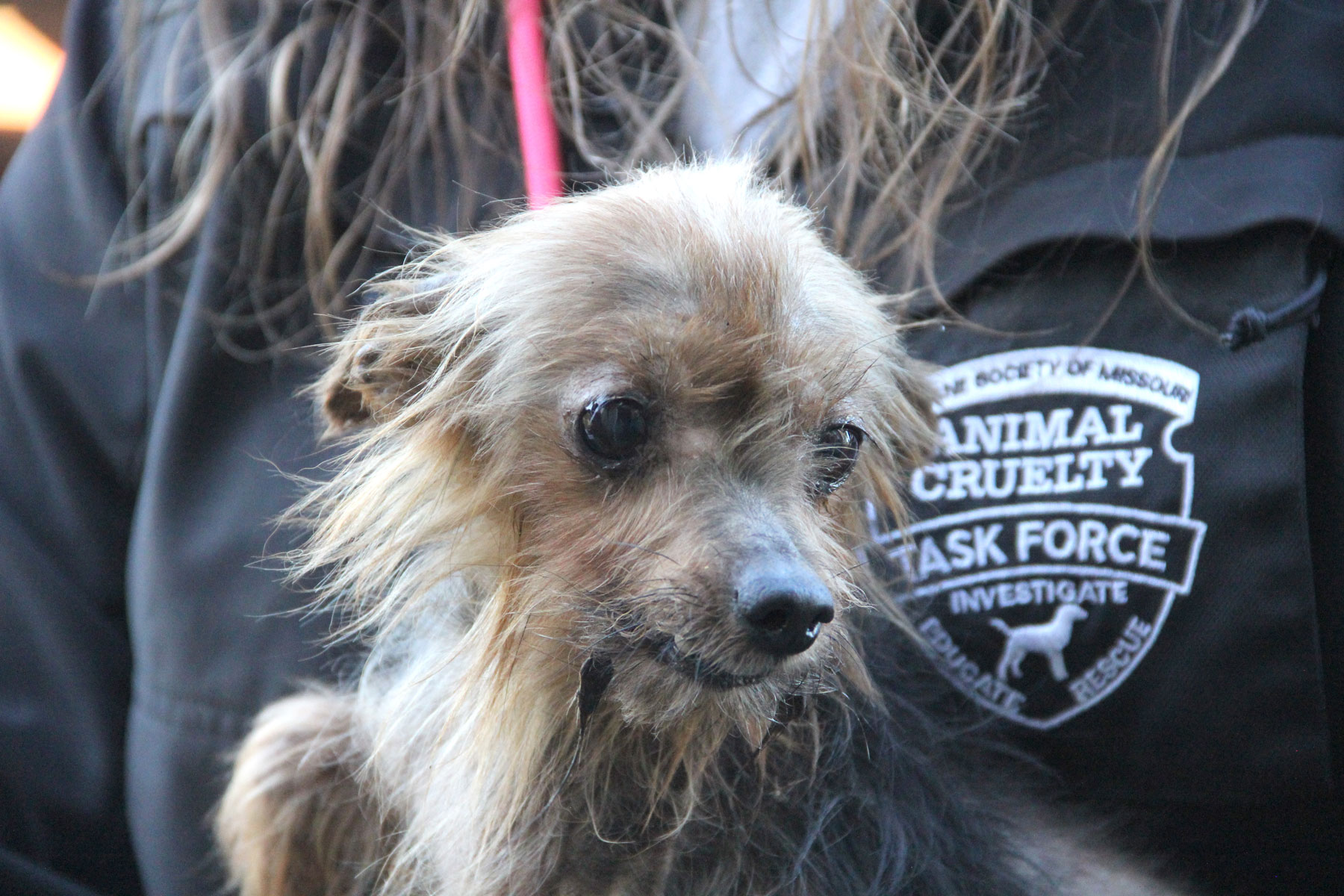 Yorkie Rescued by HSMO from Bates County