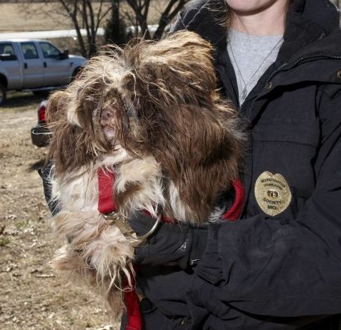 Dog rescued from Newton County Puppy Mill by HSMO Animal Cruelty Task Force