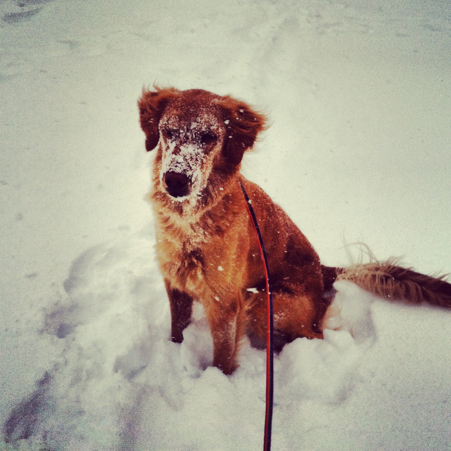 HSMO encourages pet owners to bring them inside when its under 35