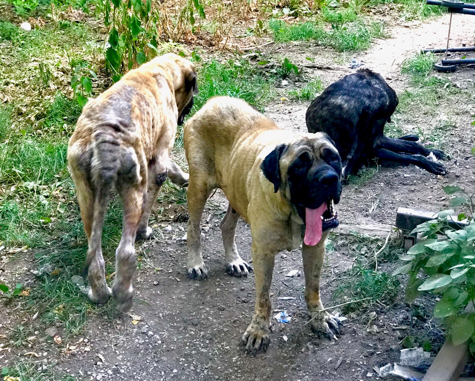 Mastiffs Rescued from Lawrence County