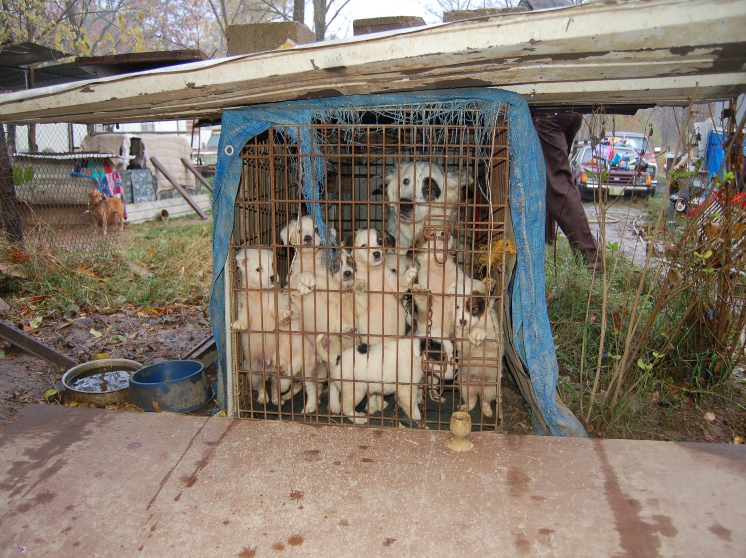 What is Animal Abuse/Neglect? Humane Society of Missouri