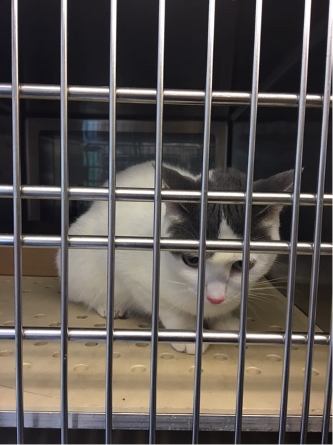 Disaster Team Responds To Tornado Affected Areas Humane Society Of Missouri