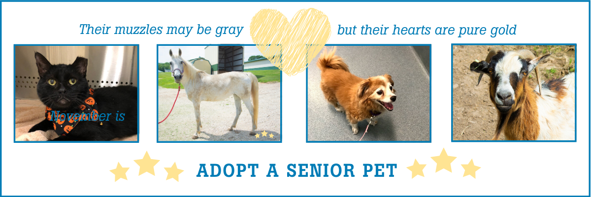adoptaseniorpetmonth