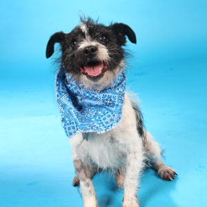 Spikey-A612465 Spikey-A612465
