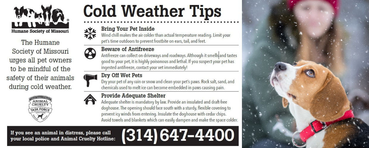 Cold Weather Tips to Protect Your Pets! - Humane Society of Missouri