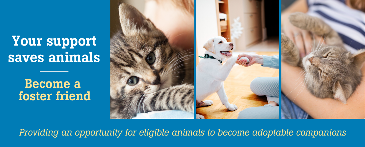 foster program