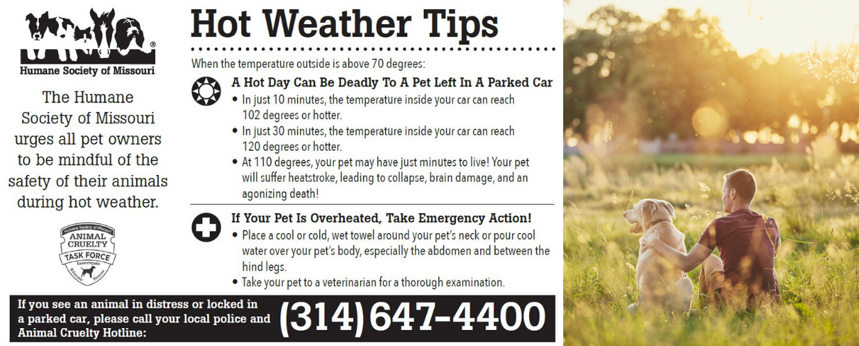 Hot Weather Tips