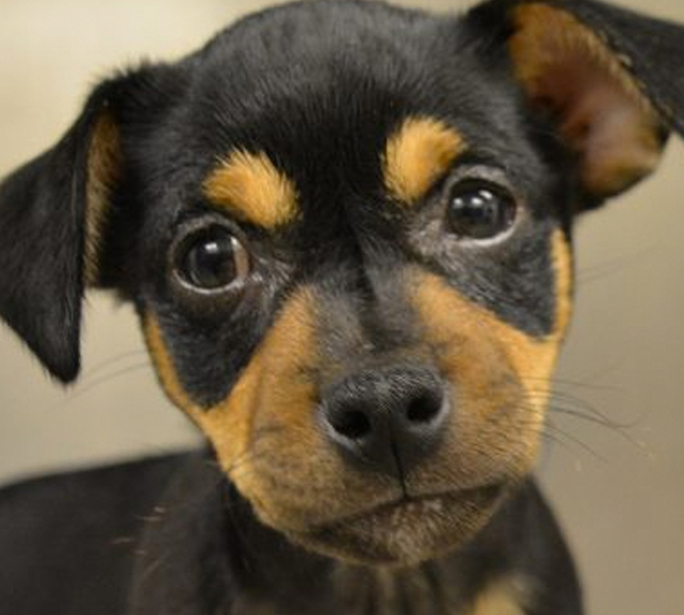 Humane Society Of Missouri Animal Rescue Pet Adoption