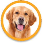 wlc-pooches-golden