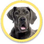 wlc-pooches-greatdane