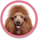 wlc-pooches-poodlle