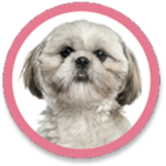 wlc-pooches-shihtzu
