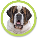 wlc-pooches-stbernard