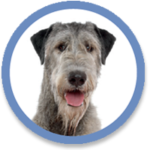 wlc-pooches-wolfhound