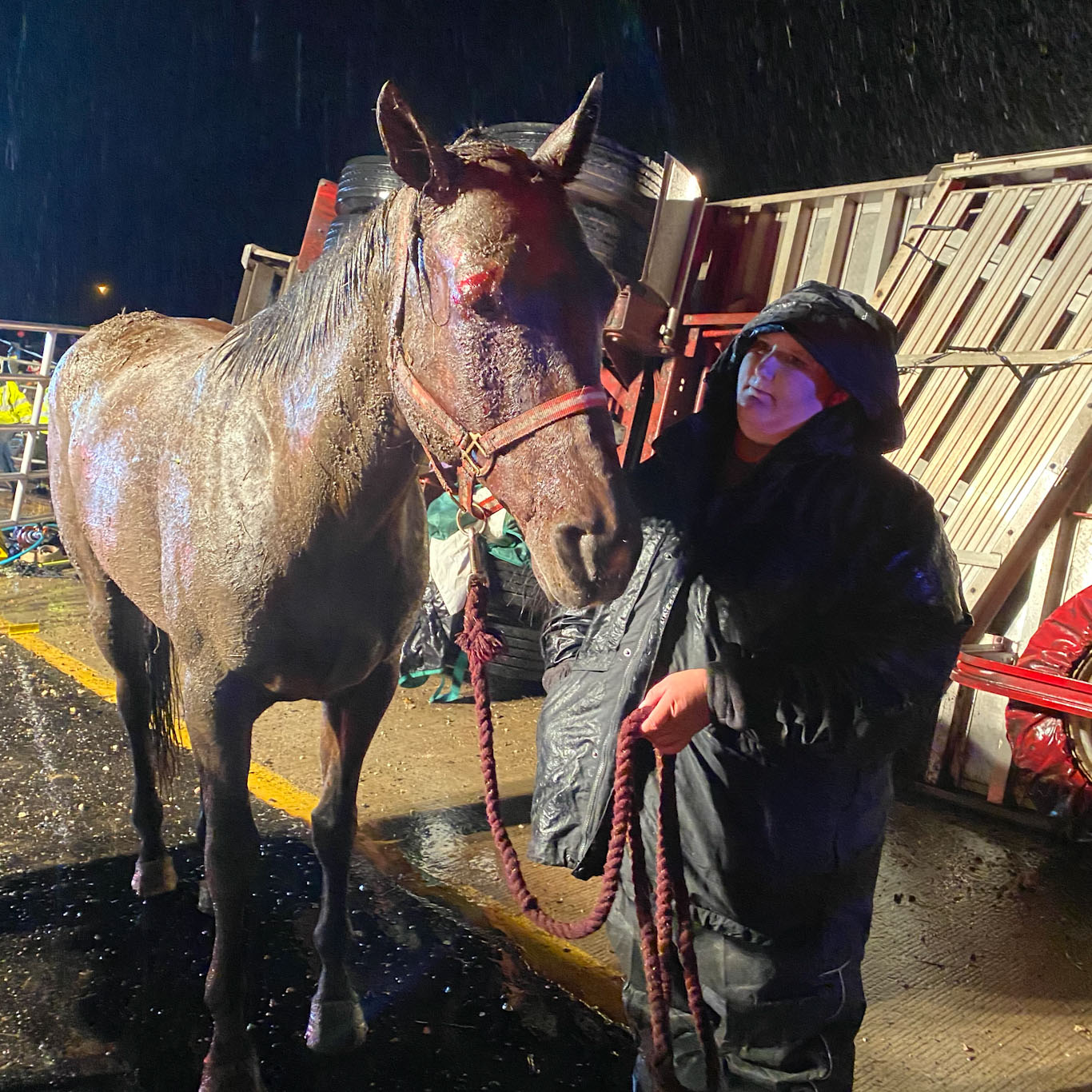 horse humane society near me