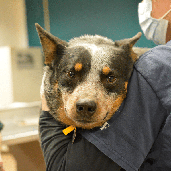 animal breeder working conditions