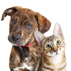 Cute Puppy and Kitten Closeup Looking at Camera brown dog and cat looking up
