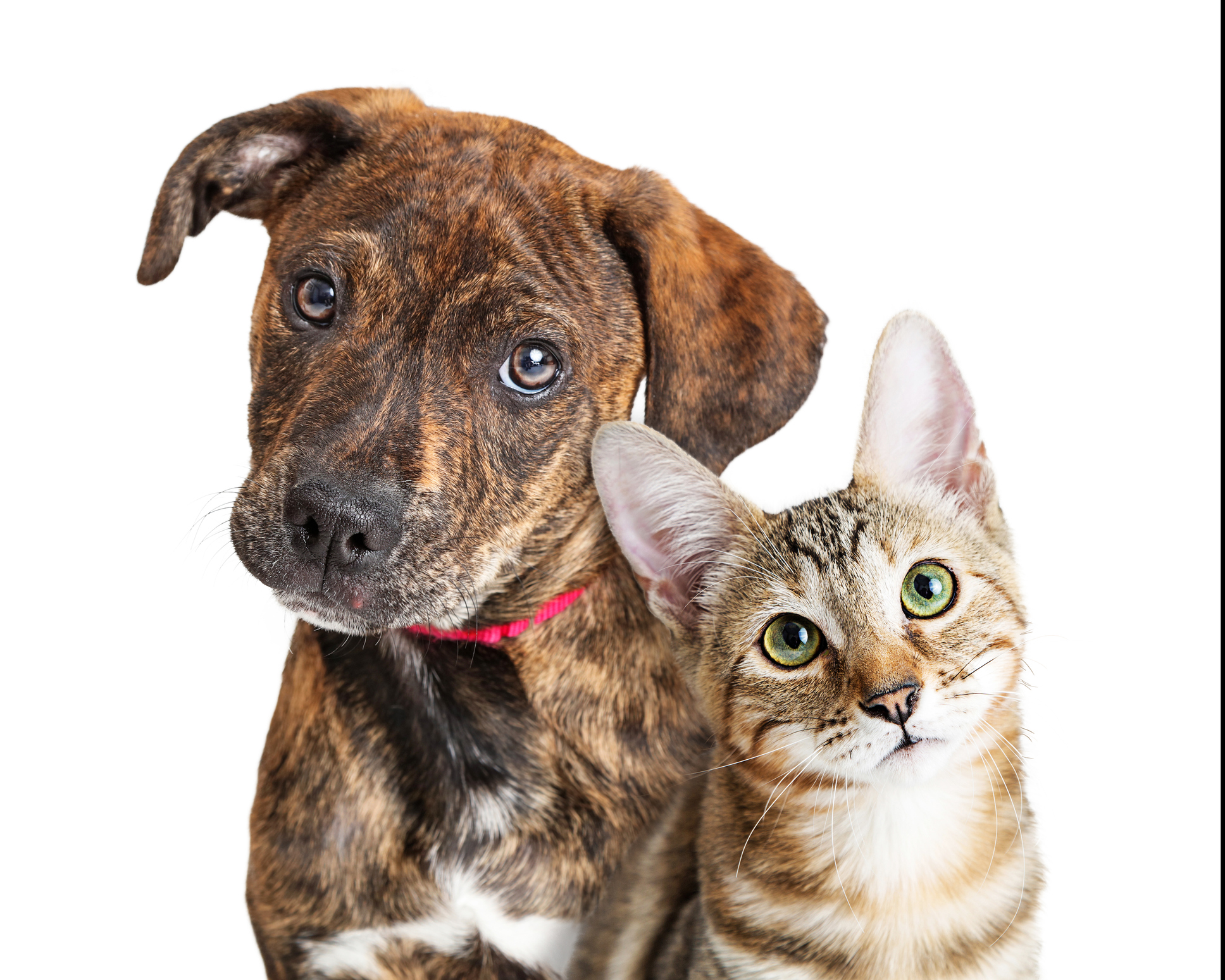 St. Louis Pet Adoption: Humane Society of Missouri