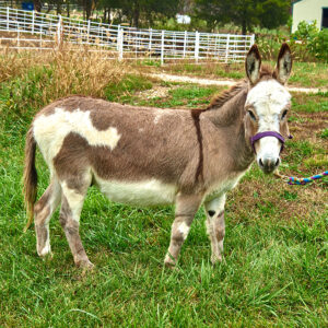 sponsor-barn-buddy-square donkey at Longmeadow Rescue Ranch