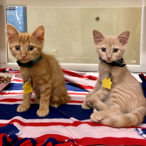 kittens kittens