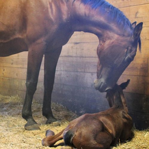 Day-of-Giving-JourneyFoal mother horse with baby foal