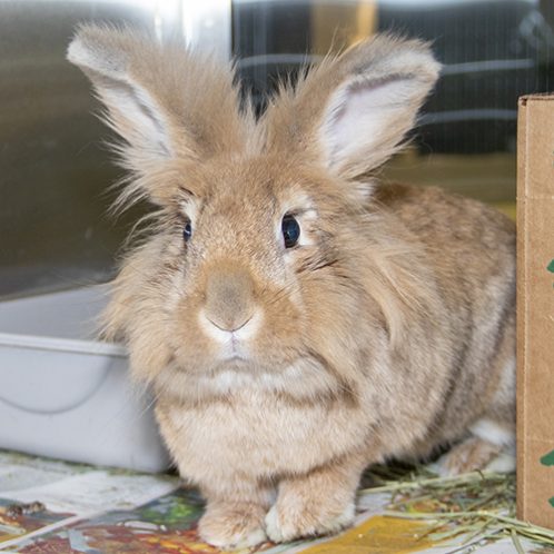 Day-of-Giving-sad-bunny sad bunny
