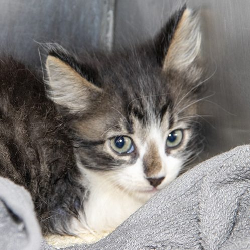 Day-of-Giving-sad-cat sad kitten