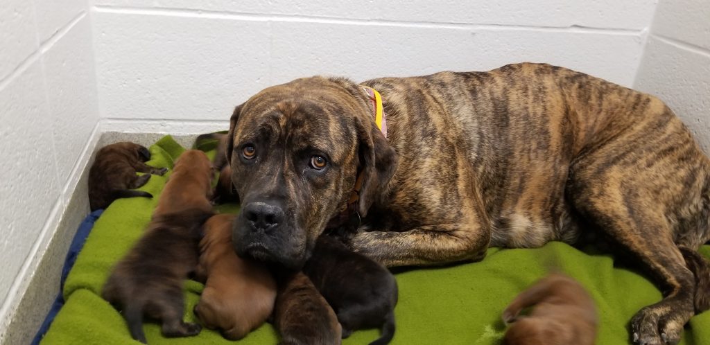 HSMO's Animal Cruelty Task Force Rescues 19 Mastiffs From Hickory County